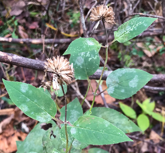 image of Monarda clinopodia, Basil Bergamot, Basil Beebalm, White Bergamot, Basil Balm