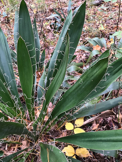 image of Yucca filamentosa, Beargrass, Spoonleaf Yucca, Curlyleaf Yucca