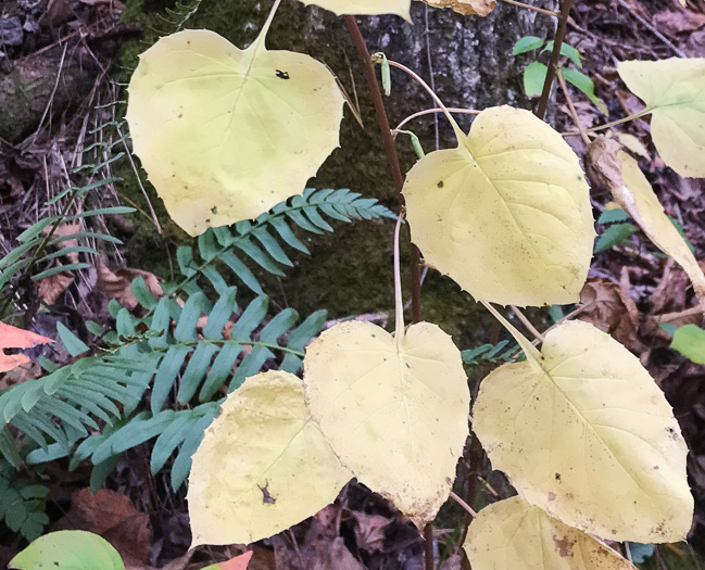 image of Nabalus altissimus, Tall Rattlesnake-root, Tall White Lettuce