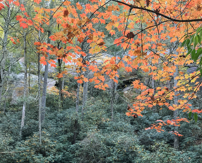 image of Acer rubrum var. rubrum, Eastern Red Maple