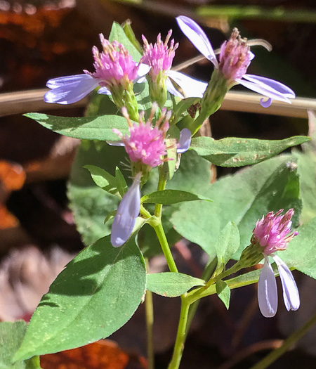 image of Symphyotrichum cordifolium, Heartleaf Aster, Common Blue Wood Aster