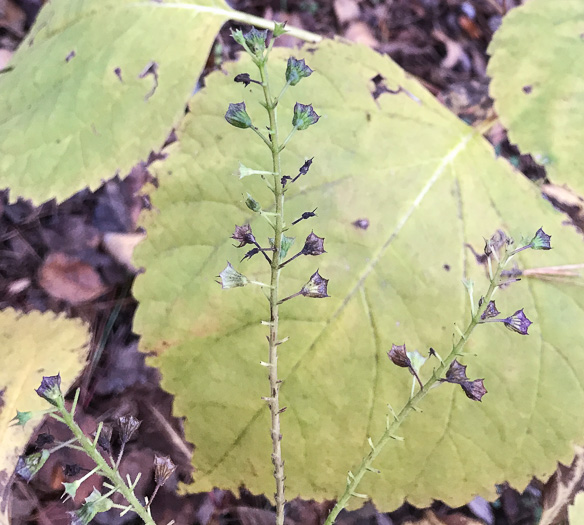 image of Collinsonia canadensis, Northern Horsebalm, Citronella, Canada Stoneroot, Canada Horsebalm