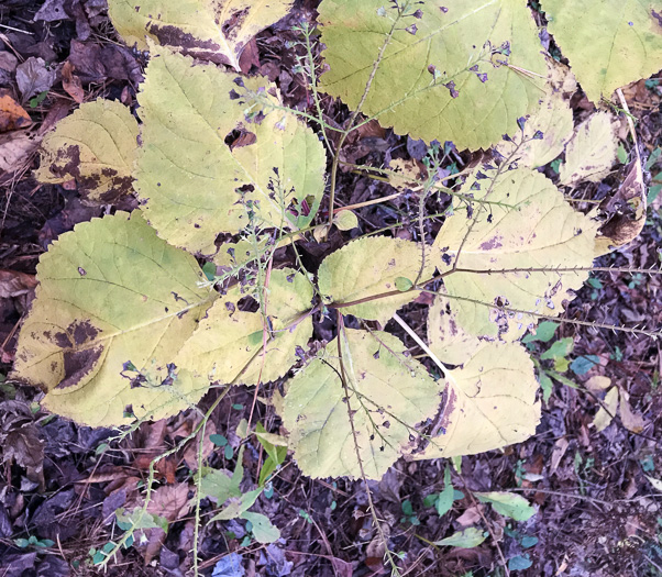 image of Collinsonia canadensis, Northern Horsebalm, Citronella, Canada Stoneroot, Canada Horsebalm