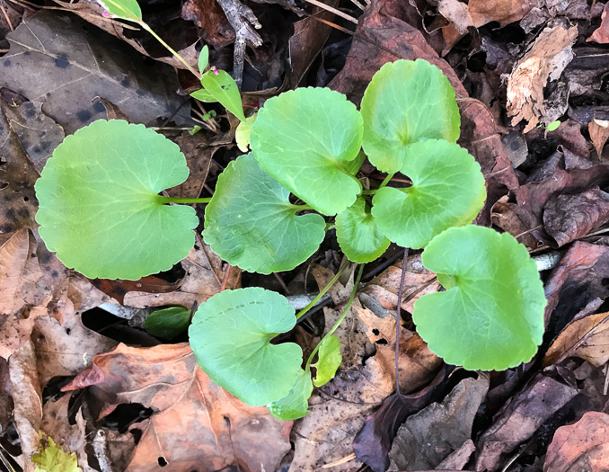 image of Ranunculus abortivus, Kidneyleaf Buttercup, Early Wood Buttercup, Small-flowered Buttercup, Kidneyleaf Crowfoot