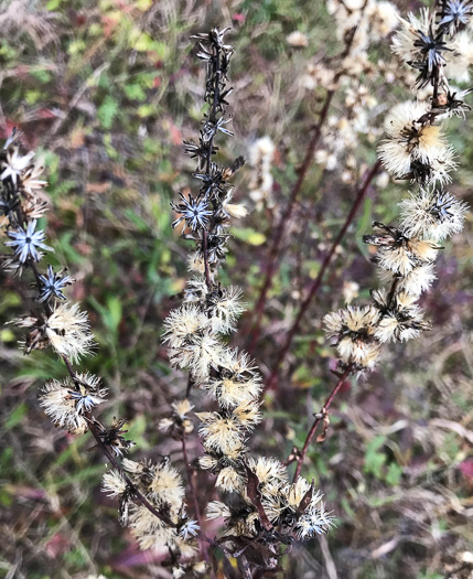 image of Solidago erecta, Slender Goldenrod, Erect Goldenrod