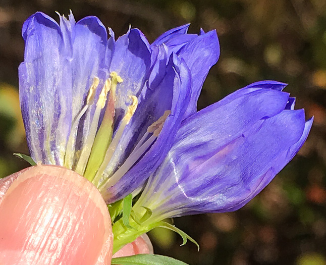 image of Gentiana saponaria, Soapwort Gentian, Harvestbells