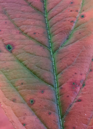 image of Aronia arbutifolia, Red Chokeberry