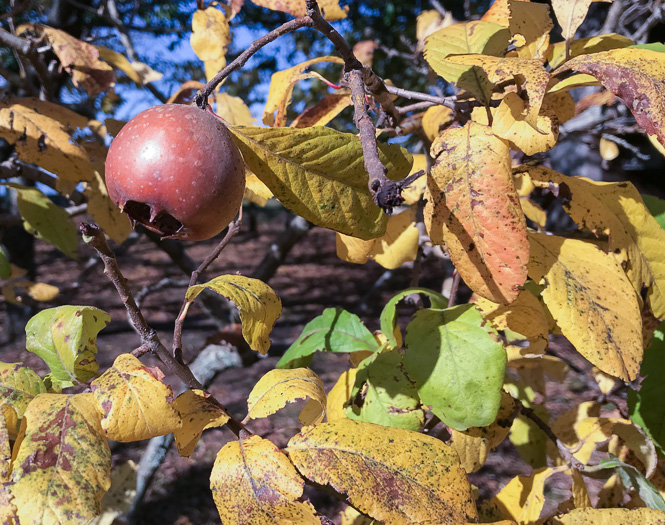 image of Crataegus germanica, European Medlar