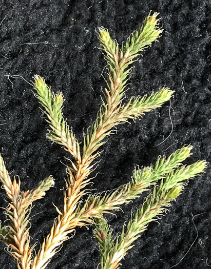 image of Bryodesma tortipilum, Twisted-hair Spikemoss