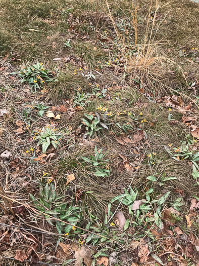 image of Erythronium umbilicatum ssp. umbilicatum, Dimpled Trout Lily, Dogtooth Violet