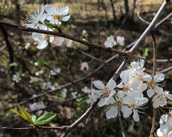 image of Prunus americana, American Wild Plum, Wild Plum