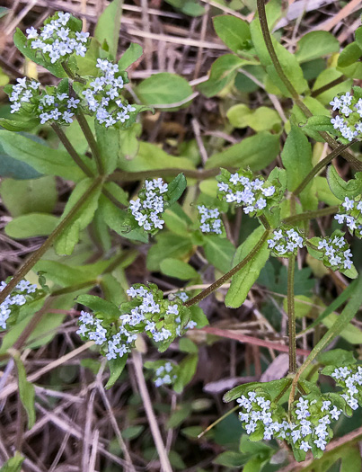 image of Valerianella locusta, European Cornsalad