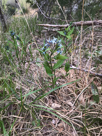 image of Amsonia tabernaemontana, Eastern Bluestar, Blue Dogbane, Wideleaf Bluestar