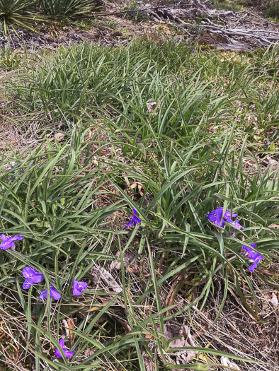 image of Tradescantia hirsuticaulis, Hairy Spiderwort