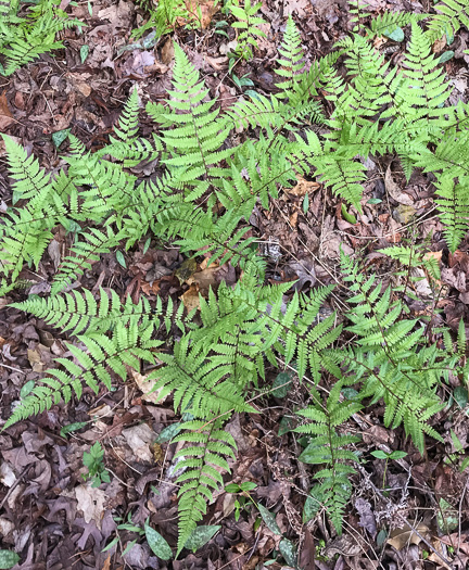 image of Athyrium asplenioides, Southern Lady Fern