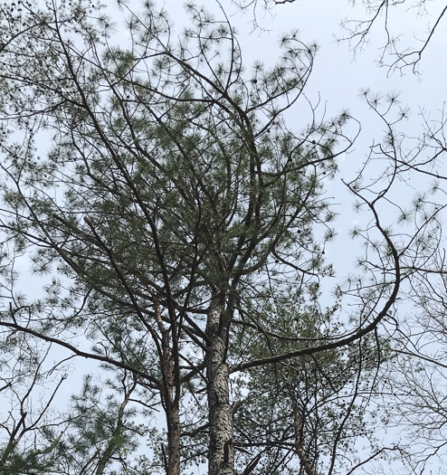 image of Pinus rigida, Pitch Pine