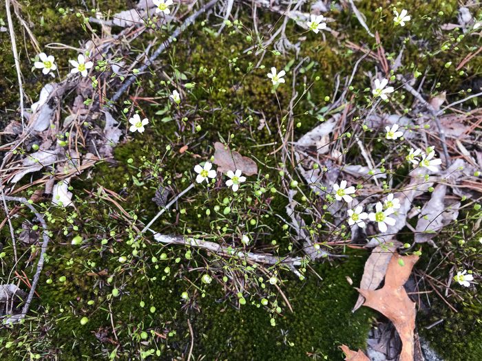 image of Geocarpon glabrum, Appalachian Sandwort