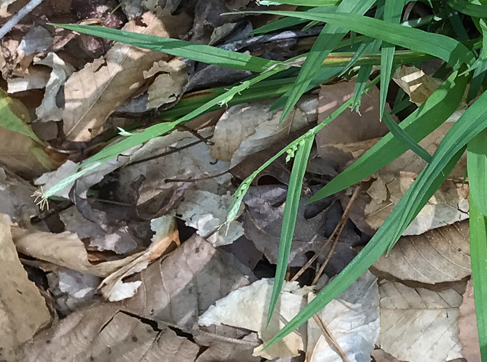 image of Carex laxiflora, Broad Loose-flowered Sedge