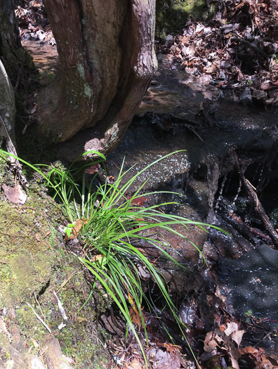 image of Carex styloflexa, Bent Sedge