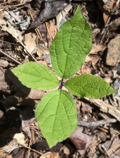 image of Collinsonia verticillata, Whorled Horsebalm