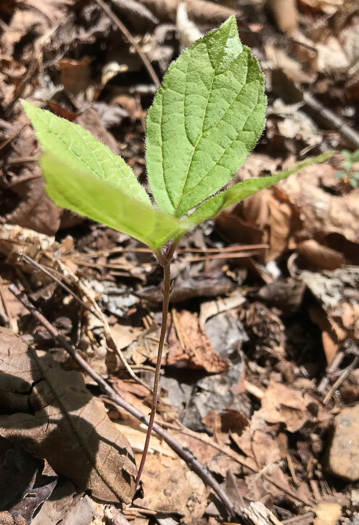 image of Collinsonia verticillata, Whorled Horsebalm