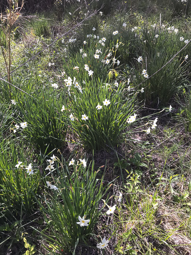 image of Narcissus ×medioluteus, Two-flower Narcissus, Twin-sisters, Primrose-peerless