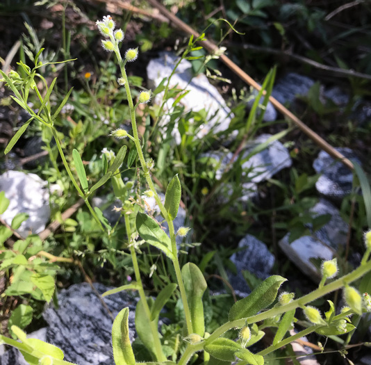 image of Myosotis macrosperma, Bigseed Forget-me-not, Scorpion-grass, Largeseed Forget-me-not