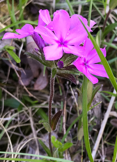 image of Phlox amoena, Hairy Phlox, Chalice Phlox