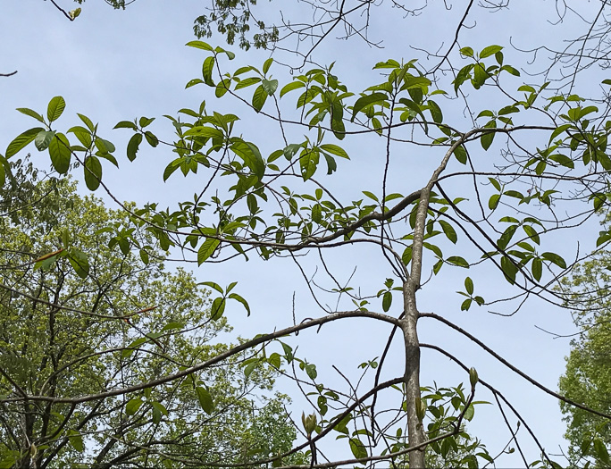 image of Frangula caroliniana, Carolina Buckthorn, Polecat-tree, Indian Currant, Indian-cherry