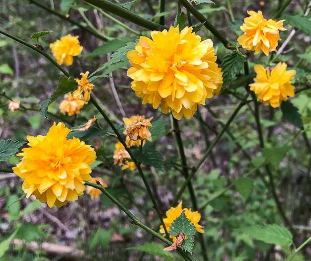 image of Kerria japonica, Kerria, Japanese-rose