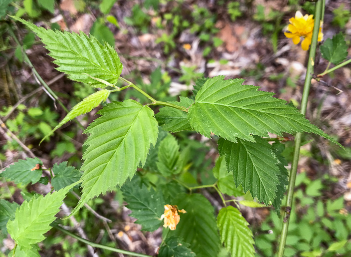 image of Kerria japonica, Kerria, Japanese-rose