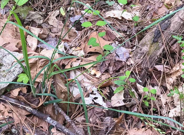 image of Carex radfordii, Radford's Sedge