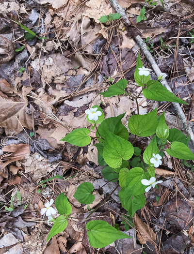 image of Viola canadensis, Canada Violet, Tall White Violet