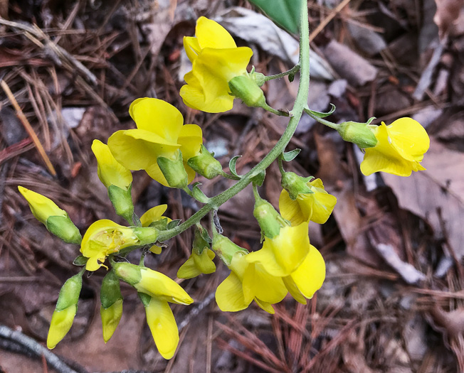 image of Thermopsis mollis, Appalachian Golden-banner, Allegheny Mountain Golden-banner, Bush Pea