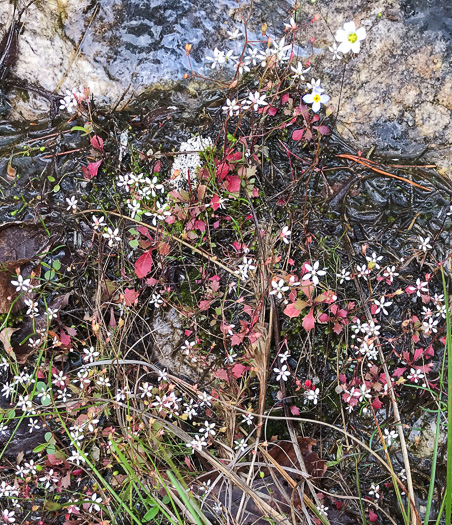 image of Micranthes petiolaris var. shealyi, Escarpment Saxifrage, Shealy's Saxifrage