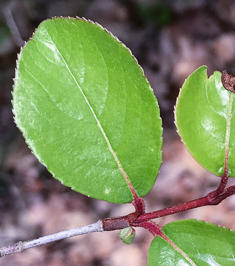 image of Viburnum rufidulum, Rusty Blackhaw, Blue Haw, Southern Blackhaw, Rusty Haw