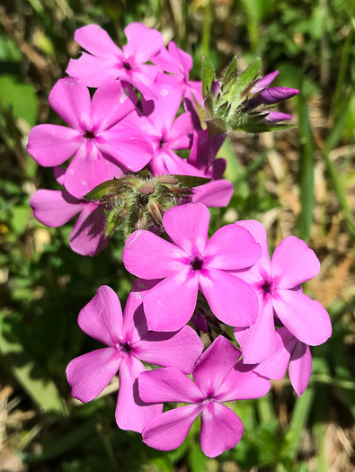 image of Phlox amoena, Hairy Phlox, Chalice Phlox