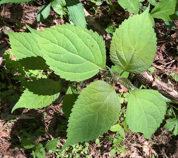 image of Collinsonia canadensis, Northern Horsebalm, Citronella, Canada Stoneroot, Canada Horsebalm