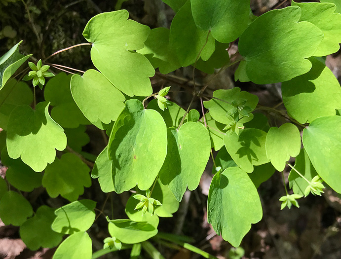 Thalictrum thalictroides, Windflower, Rue-anemone