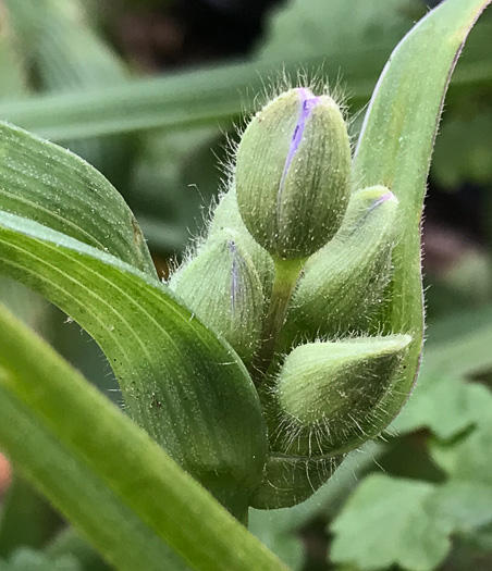 image of Tradescantia virginiana, Virginia Spiderwort