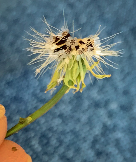 Krigia virginica, Virginia Dwarf-dandelion