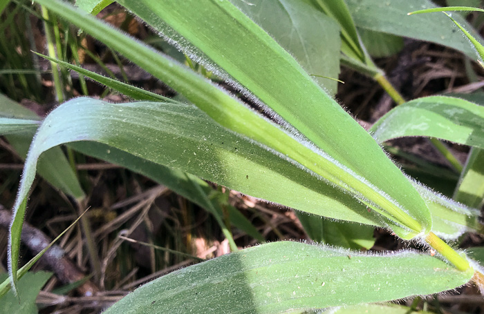 image of Dichanthelium scoparium, Velvet Witchgrass