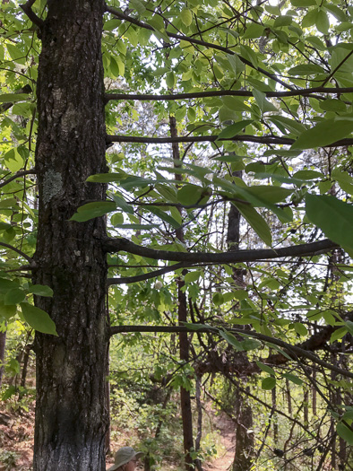 image of Nyssa sylvatica, Blackgum, Black Tupelo, Sour Gum