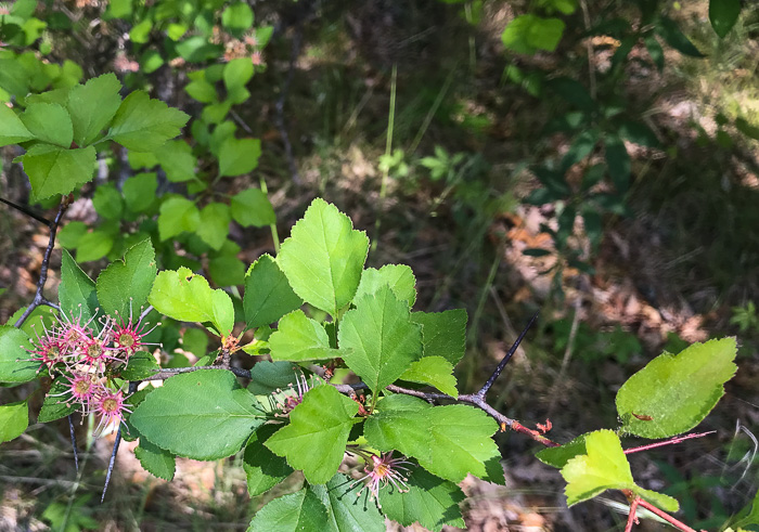 image of Crataegus aff. pinetorum, pineland hawthorn