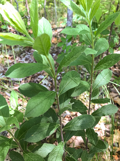 image of Solidago petiolaris var. petiolaris, Downy Ragged Goldenrod, Downy Goldenrod