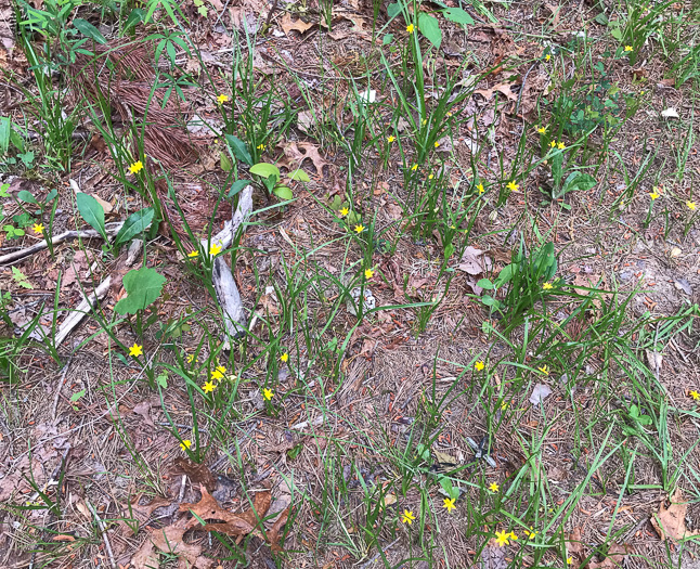 image of Hypoxis hirsuta, Yellow Stargrass, Hairy Yellow Stargrass, Common Stargrass, Upland Stargrass