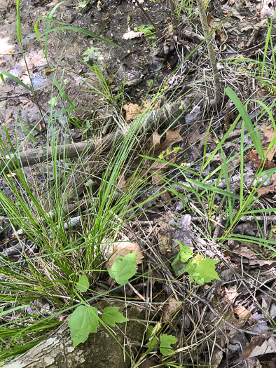 image of Carex atlantica, Prickly Bog Sedge