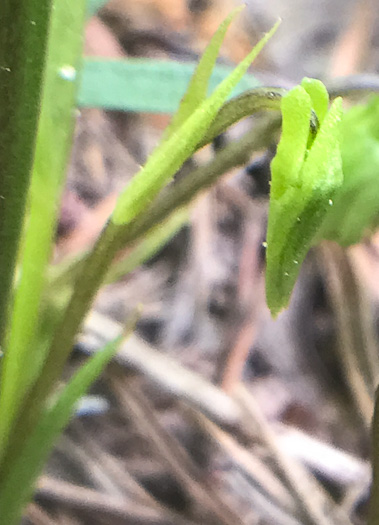 image of Viola emarginata var. 5, Sword-leaved Violet