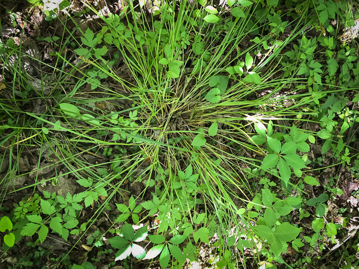 image of Carex laevivaginata, Smooth-sheath Sedge