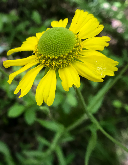 image of Helenium brevifolium, Littleleaf Sneezeweed, Shortleaf Sneezeweed